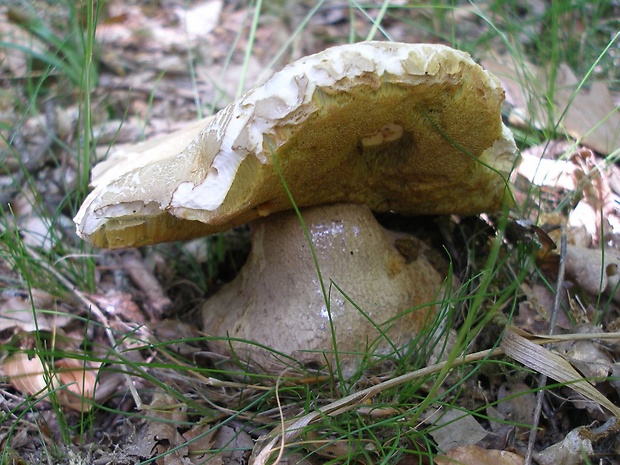 hríb dubový Boletus reticulatus Schaeff.