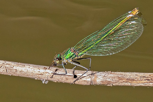 hadovka lesklá   Calopteryx splendens