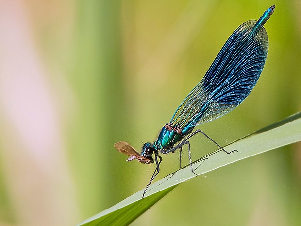 hadovka lesklá   Calopteryx splendens