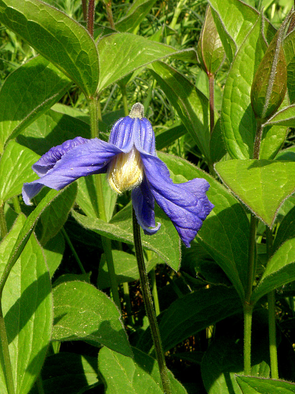 plamienok celistvolistý Clematis integrifolia L.