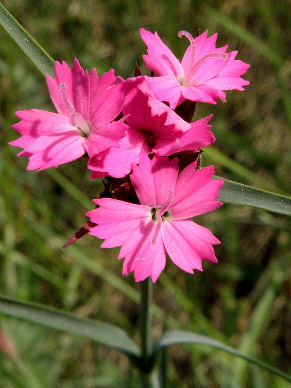 klinček pontederov Dianthus pontederae A. Kern.