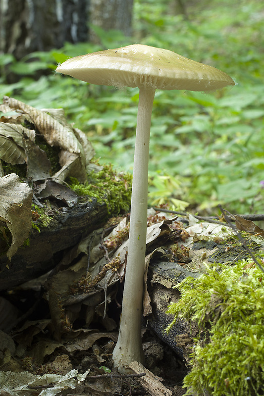 sliznačka koreňujúca Hymenopellis radicata (Relhan) R.H. Petersen