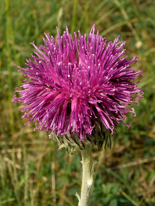 sinokvet mäkký Jurinea mollis (L.) Rchb.