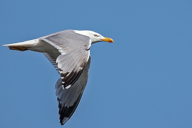 čajka bielohlavá / žltonohá  Larus cahinnas / michahellis