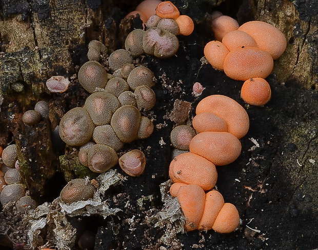 vlčinka Lycogala sp.