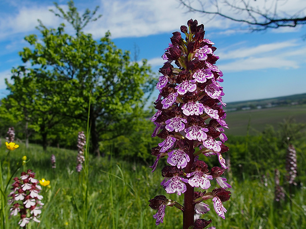 vstavač purpurový Orchis purpurea Huds.