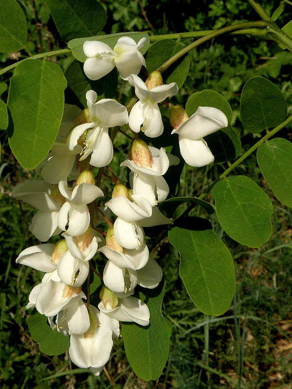 agát biely Robinia pseudoacacia L.