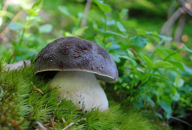 hríb sosnový Boletus pinophilus Pil. et Dermek in Pil.