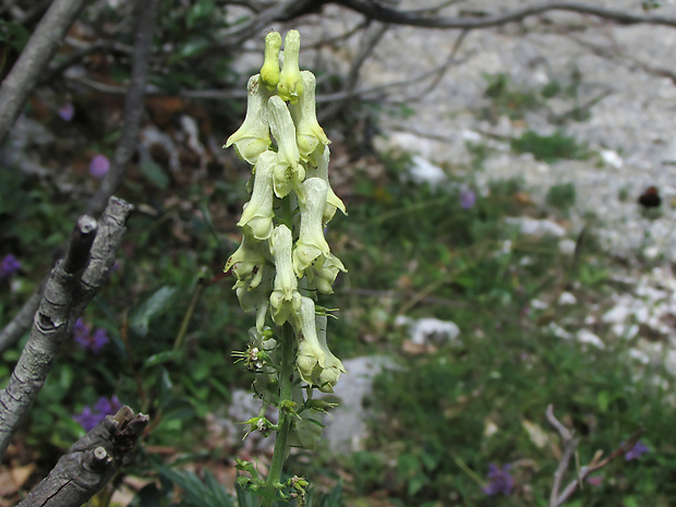 prilbica žltá Aconitum vulparia subsp. pennina Rchb.