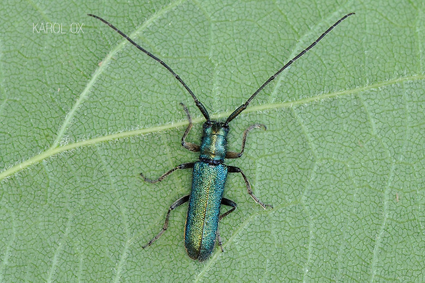 vrzúnik Agapanthia violacea