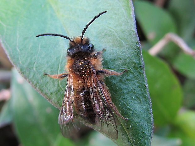 pískorypka černolesklá Andrena nigroaenea