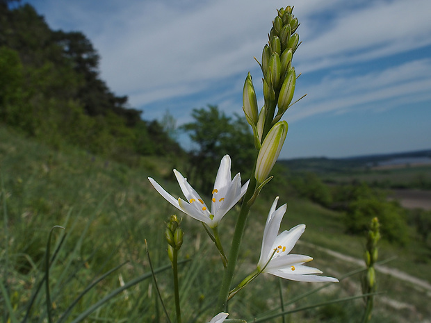 jagavka ľaliovitá Anthericum liliago L.