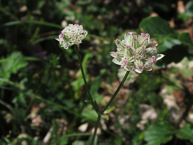 - Astrantia carniolica