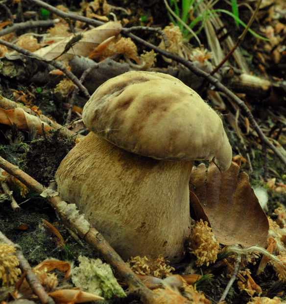 hríb dubový Boletus reticulatus Schaeff.