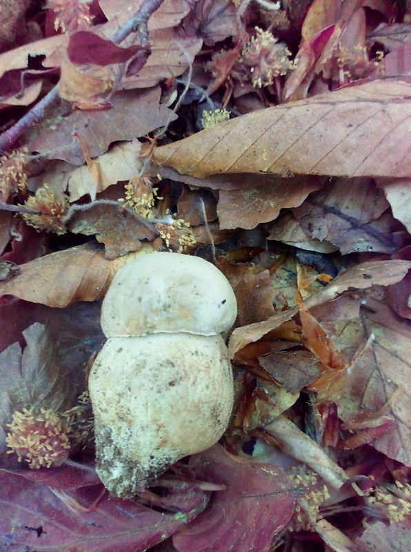 hríb dubový Boletus reticulatus Schaeff.