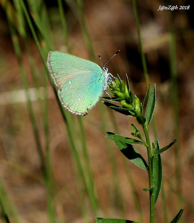 ostrôžkar černicový  Callophrys rubi