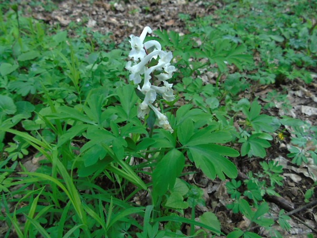 chochlačka Corydalis sp.