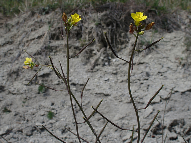 dvojradovka múrová Diplotaxis muralis (L.) DC.