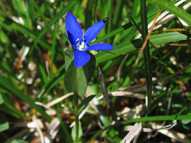 - Gentiana utriculosa L.