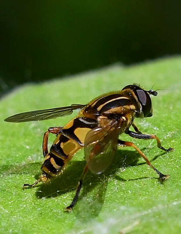 pestrica Helophilus pendulus Linnaeus, 1758