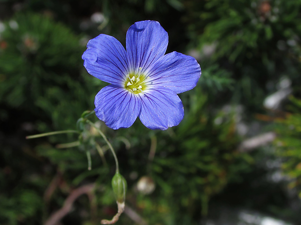 ľan trváci Linum perenne subsp. alpinum (Jacq.) Ockendon