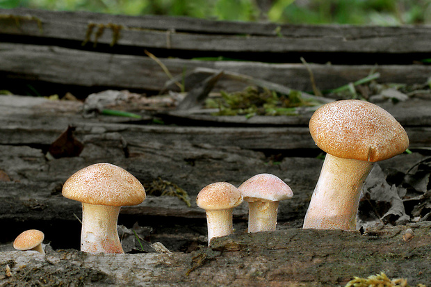 húževnatec pohárovitý Neolentinus schaefferi Redhead & Ginns