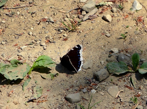 babôčka osiková (sk) / babočka osiková (cz) Nymphalis antiopa Linnaeus, 1758