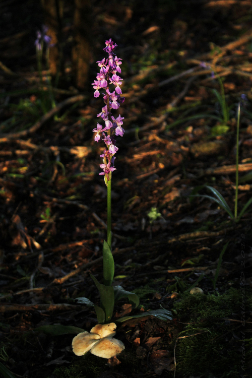 vstavač mužský + čírovnica májová Orchis mascula + Calocybe gambosa