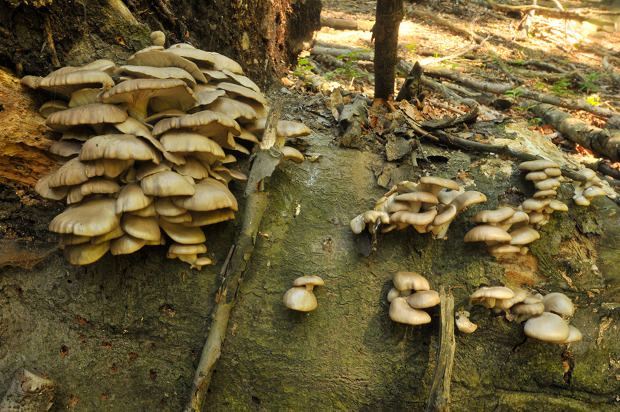 hliva buková Pleurotus pulmonarius (Fr.) Quél.