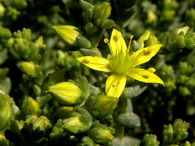 rozchodník prudký Sedum acre L.