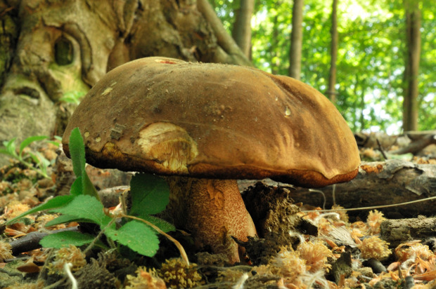 hríb zrnitohlúbikový Sutorius luridiformis (Rostk.) G. Wu & Zhu L. Yang