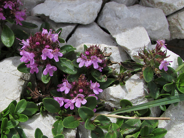 dúška včasná Thymus praecox subsp. polytrichus (A. Kern. ex Borbàs) Jalas