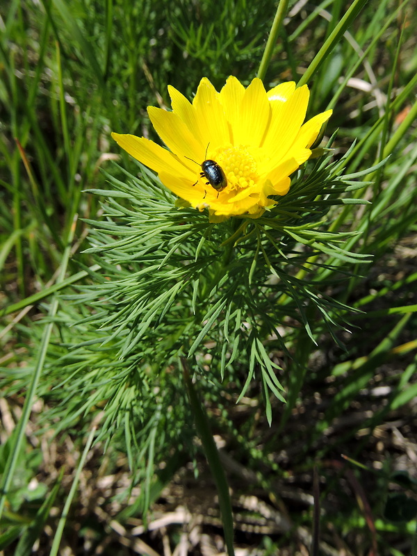 hlaváčik jarný Adonis vernalis L.