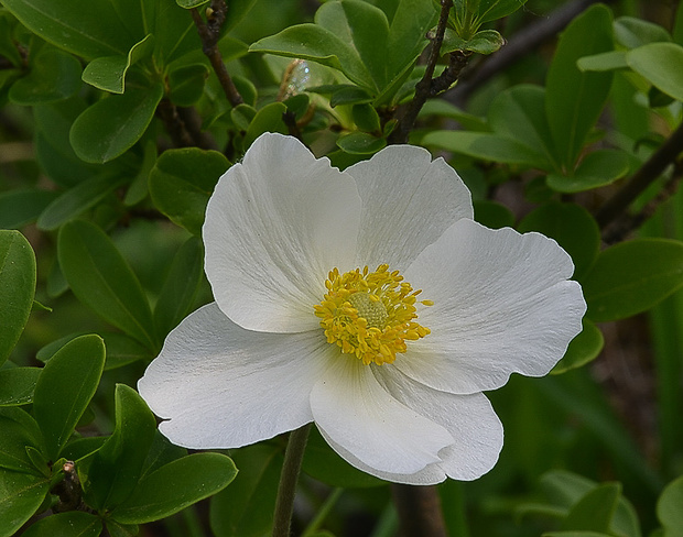 veternica lesná Anemone sylvestris L.