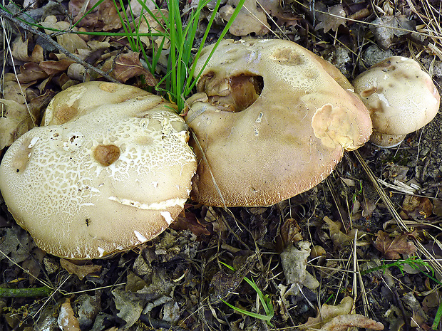 hríb dubový Boletus reticulatus Schaeff.