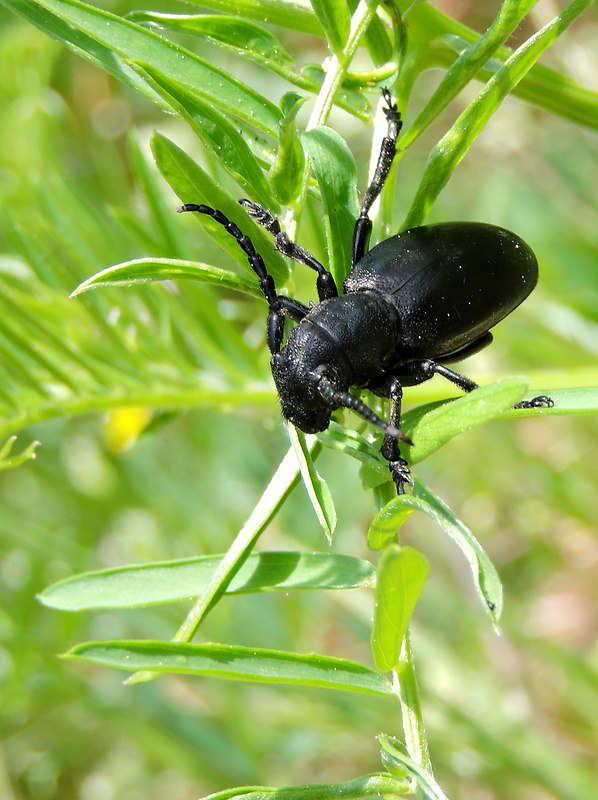 fuzáč čierny   Carinatodorcadion aethiops