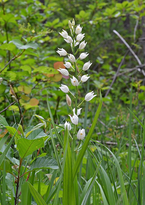 prilbovka dlholistá Cephalanthera longifolia (L.) Fritsch