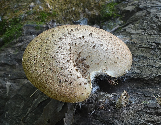 trúdnik šupinatý Cerioporus squamosus (Huds.) Quél.