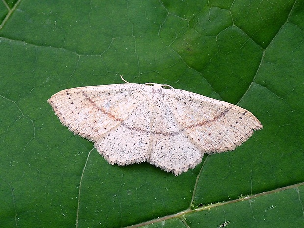 piadica dubová Cyclophora punctaria