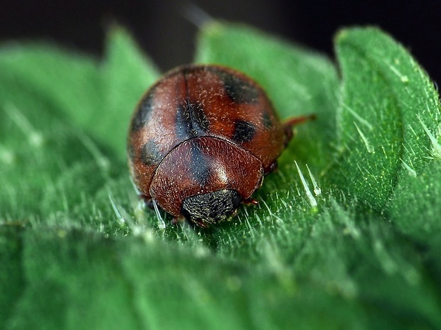 lienka (sk) / slunéčko (cz) Cynegetis impunctata Linnaeus, 1767