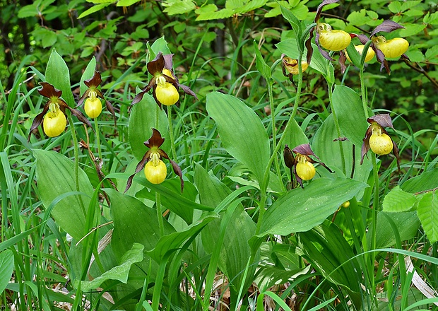 črievičník papučkový Cypripedium calceolus L.