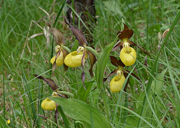 črievičník papučkový Cypripedium calceolus L.