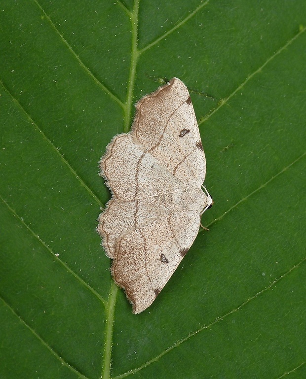 listnatka trojznačková Eilicrinia trinotata