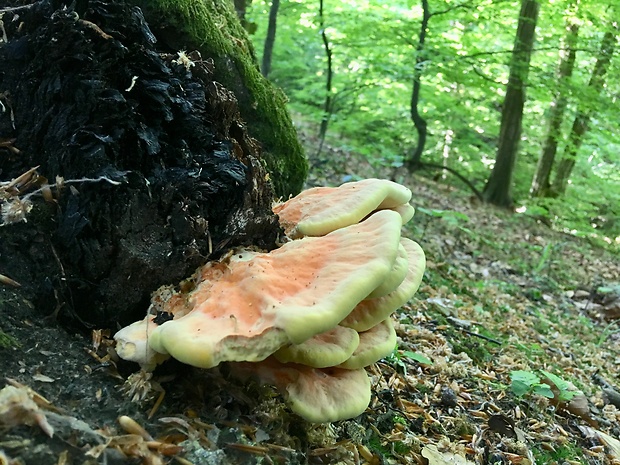 sírovec obyčajný Laetiporus sulphureus (Bull.) Murrill