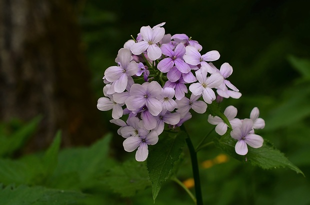 mesačnica trváca Lunaria rediviva L.