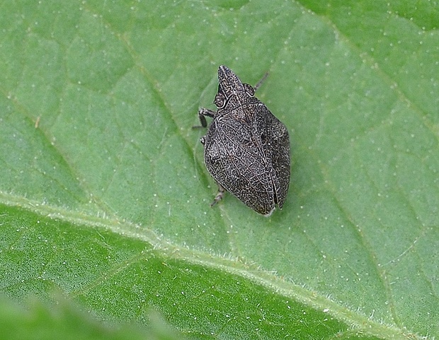 cikádka Mycterodus immaculatus