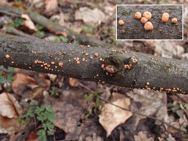 hlivka červená Nectria cinnabarina (Tode) Fr.