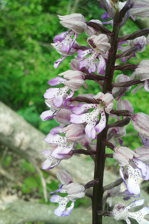 vstavač zvrhlý Orchis × hybrida (Lindl.) Boenn. ex Rchb.