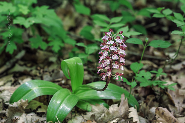 vstavač purpurový Orchis purpurea Huds.