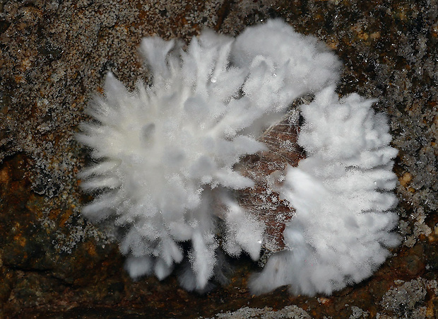 Paecilomyces Paecilomyces sp.